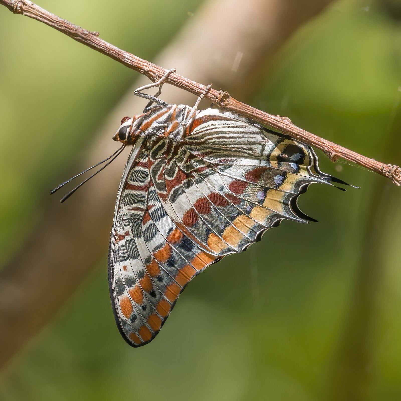 Two-tailed pasha (Charaxes jasius jasius), Sithonia, Greece