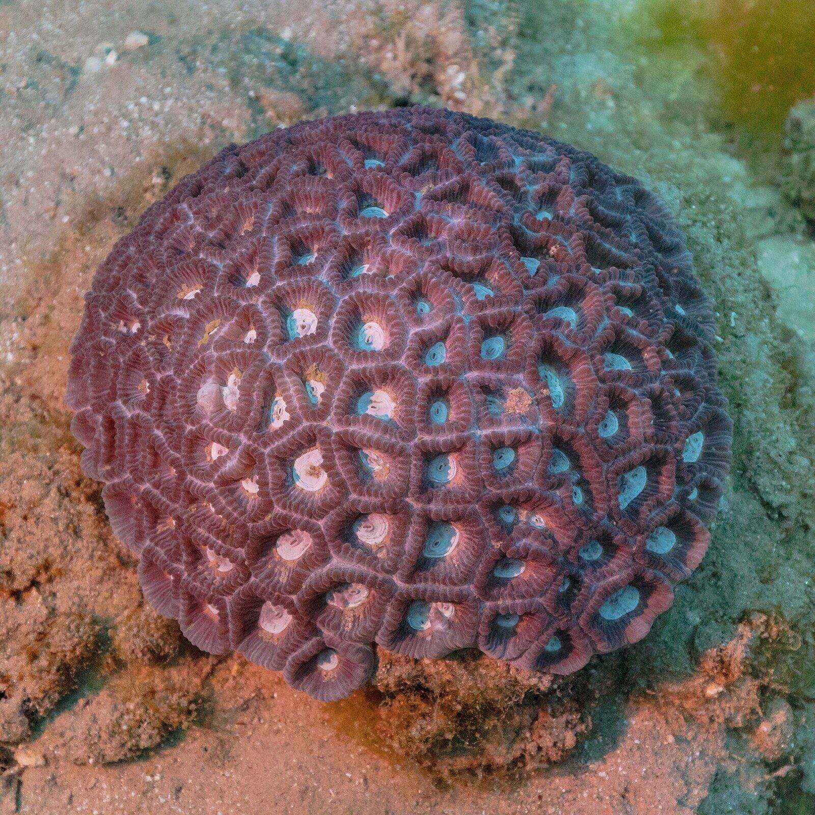 Coral (Favia favus), Ras Muhammad National Park, Red Sea, Egypt. This species of stony cor