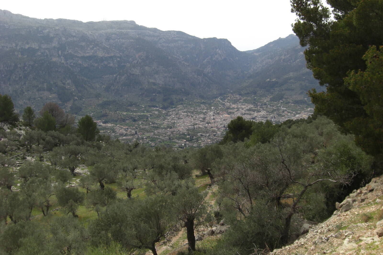 Grønn dal med olivenlunder og fjellandsbyen Fornalutx på Mallorca om våren